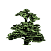 Cedars - Newcastle, Moorlands and Darwin Bases logo