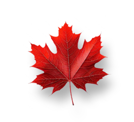 Maple Primary School logo