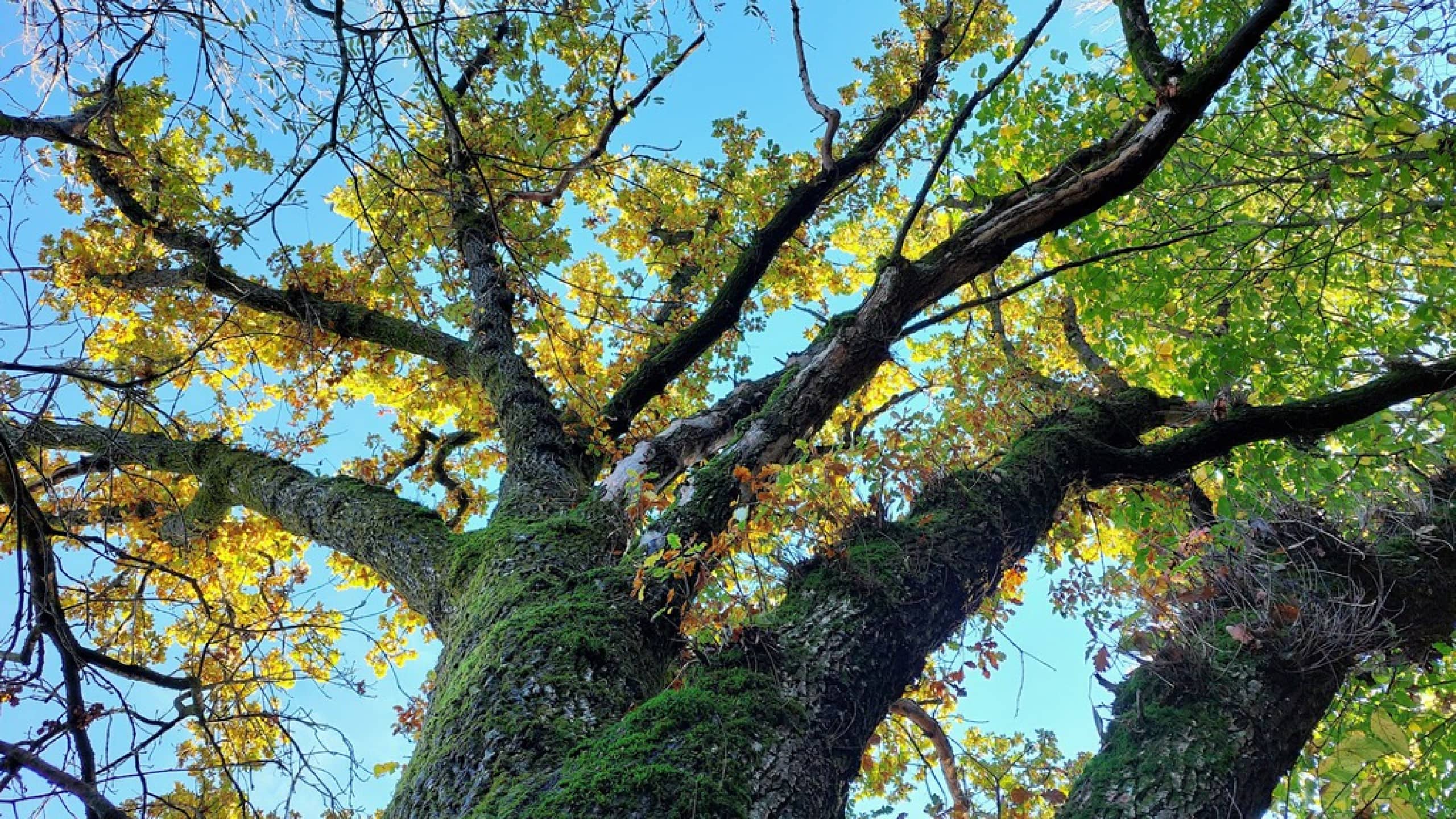 Eiksmarka skole logo