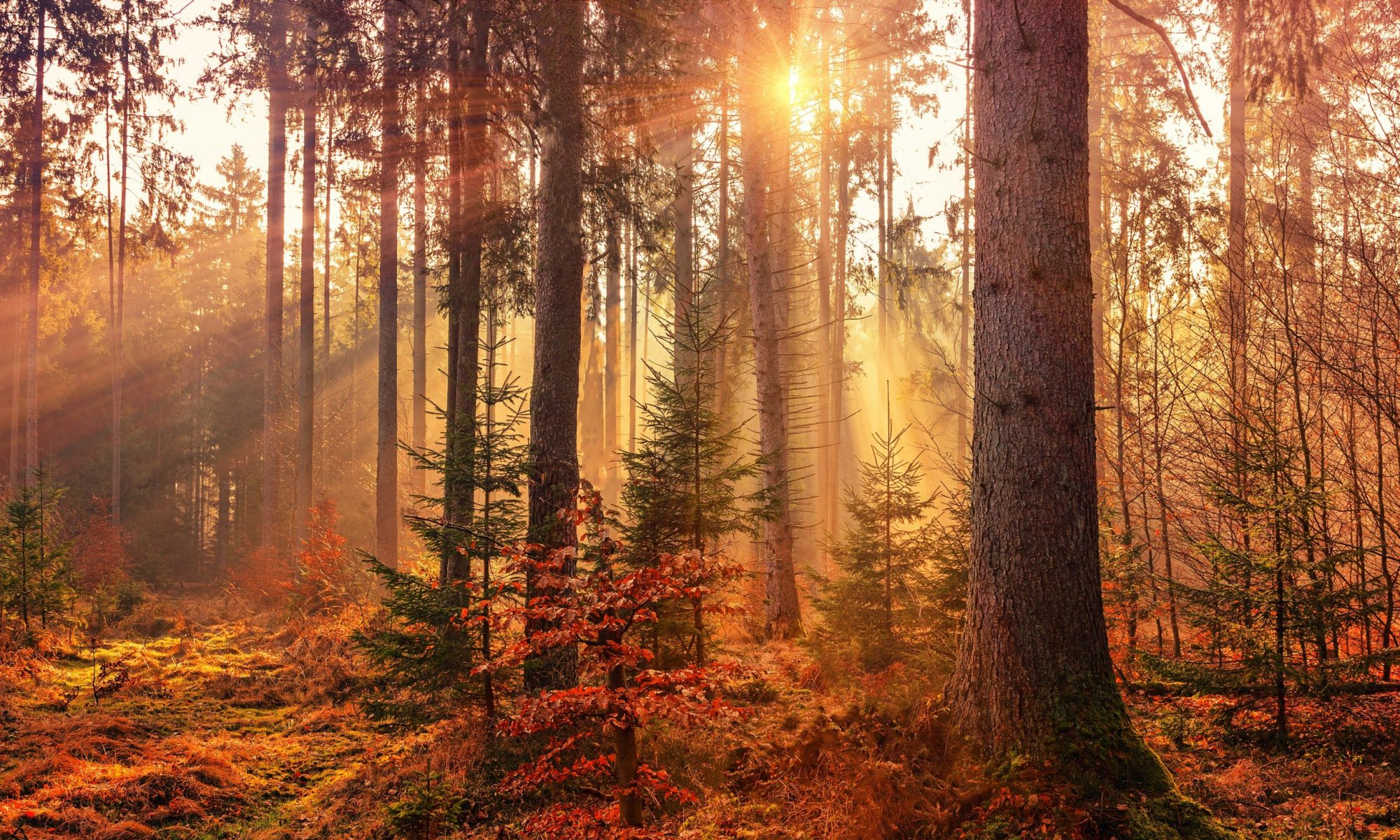 Malung-Sälens gymnasieskola logo